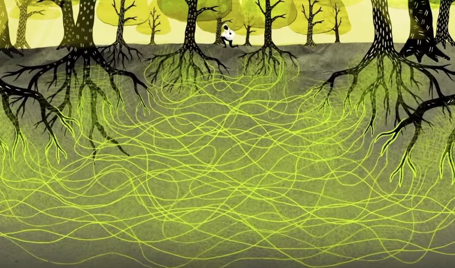 Wood Wide Web