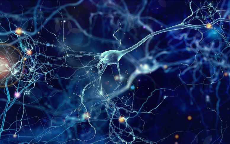Brain Neuron
